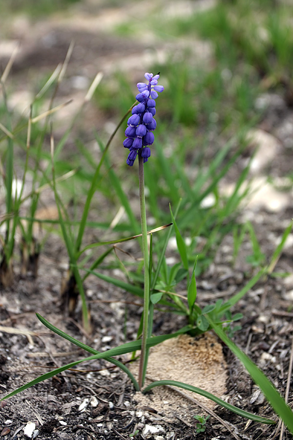 Image of Muscari neglectum specimen.