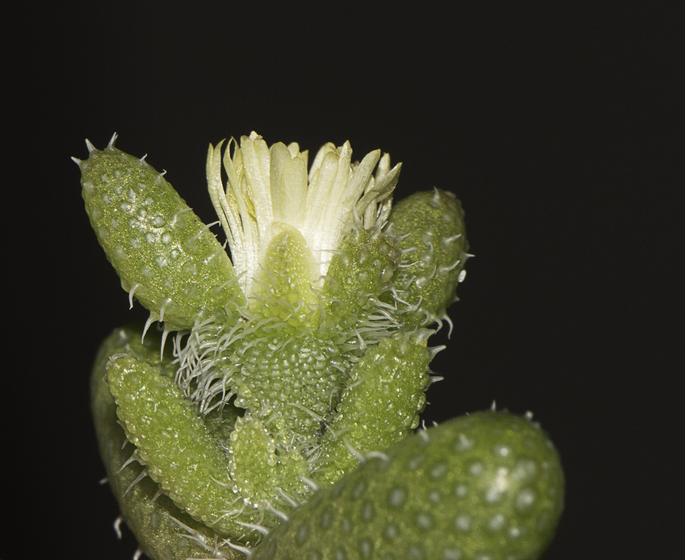 Image of Delosperma echinatum specimen.