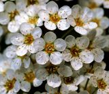 Spiraea × cinerea