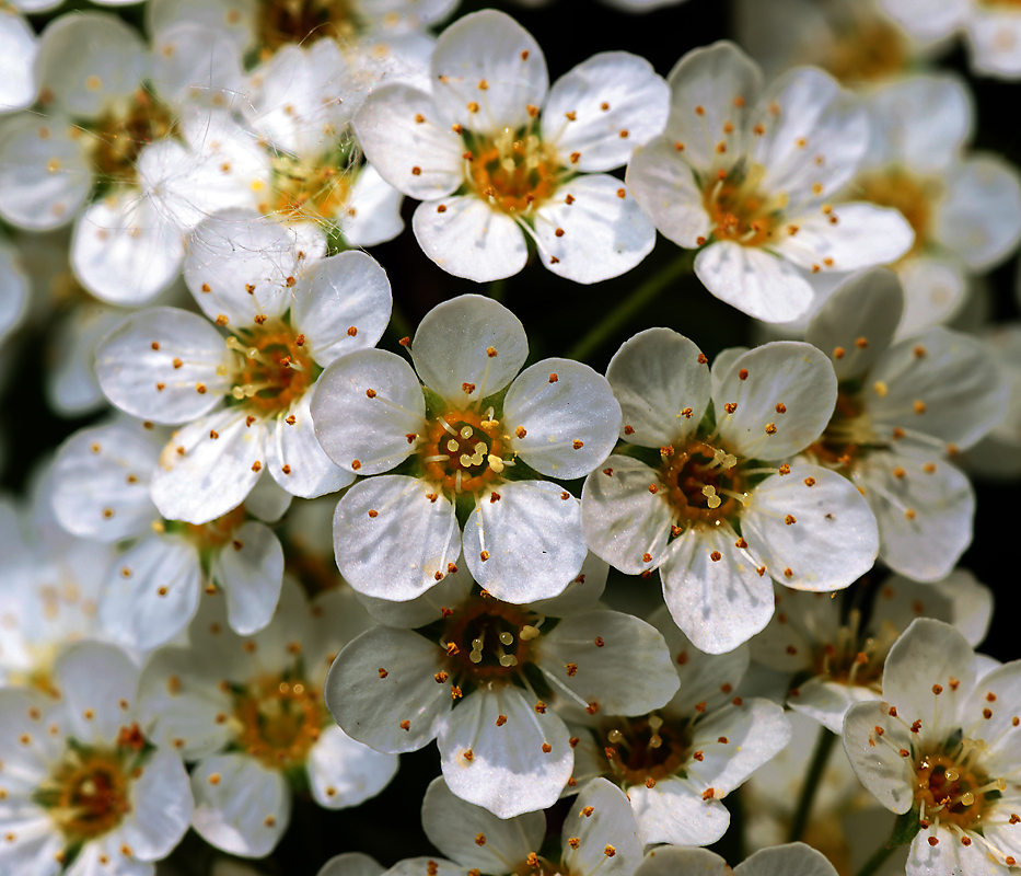 Image of Spiraea &times; cinerea specimen.
