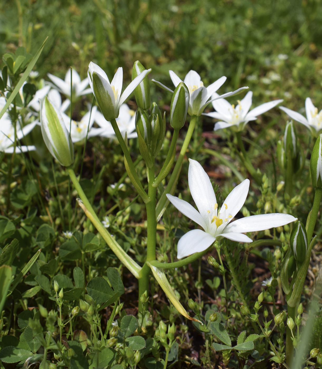 Image of Ornithogalum orthophyllum specimen.