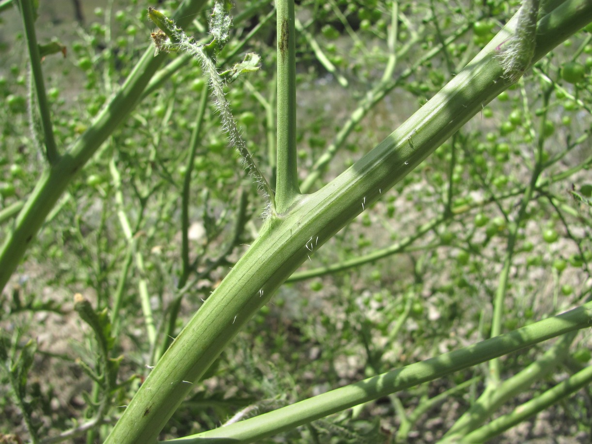 Image of Crambe gibberosa specimen.