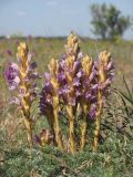 Phelipanche arenaria. Цветущие растения (паразитируют на Artemisia arenaria). Крым, Сакский р-н, окр. с. Молочное, пересыпь оз. Солёное. 01.06.2018.