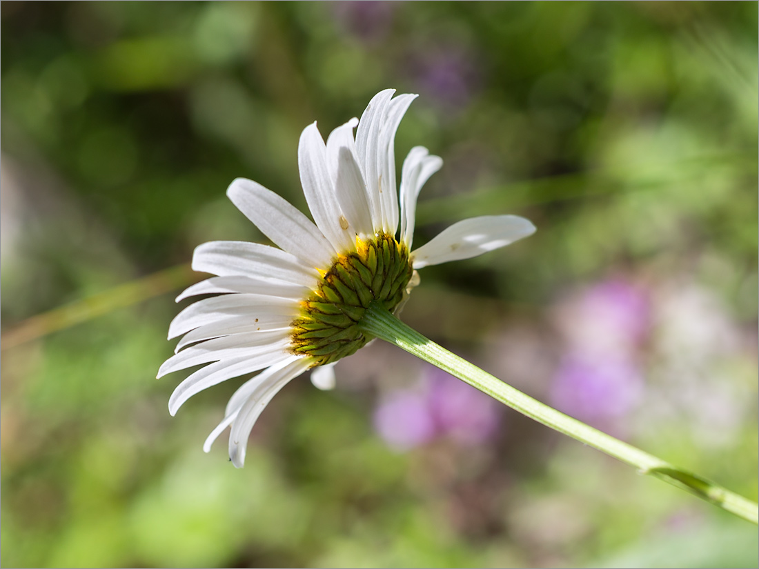 Изображение особи Leucanthemum ircutianum.