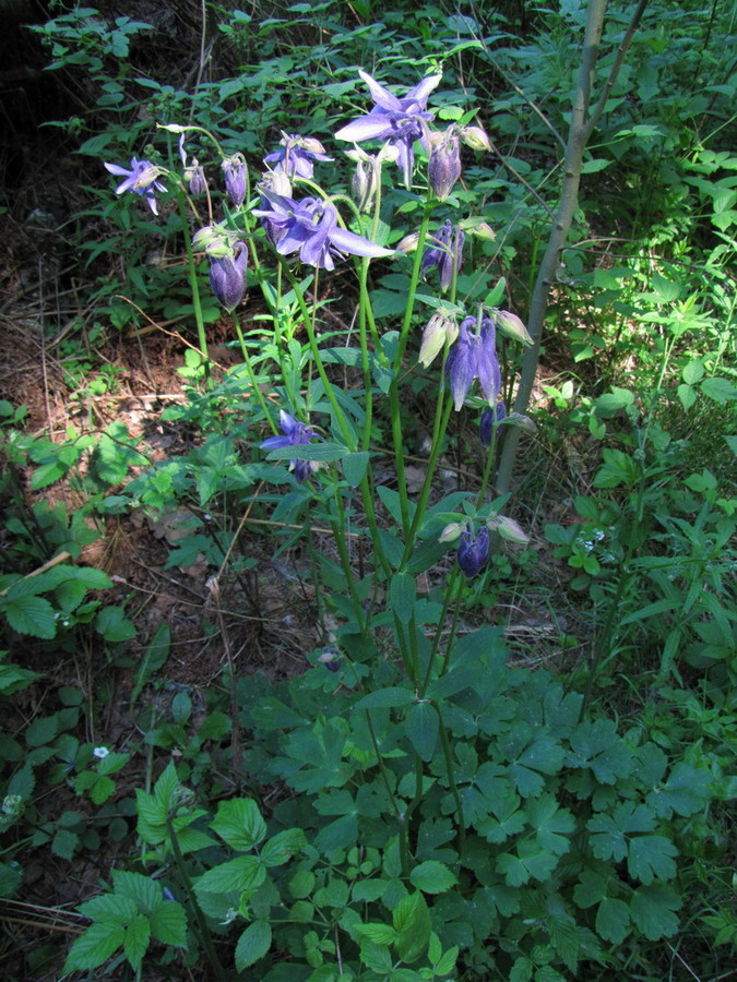 Image of Aquilegia vulgaris specimen.