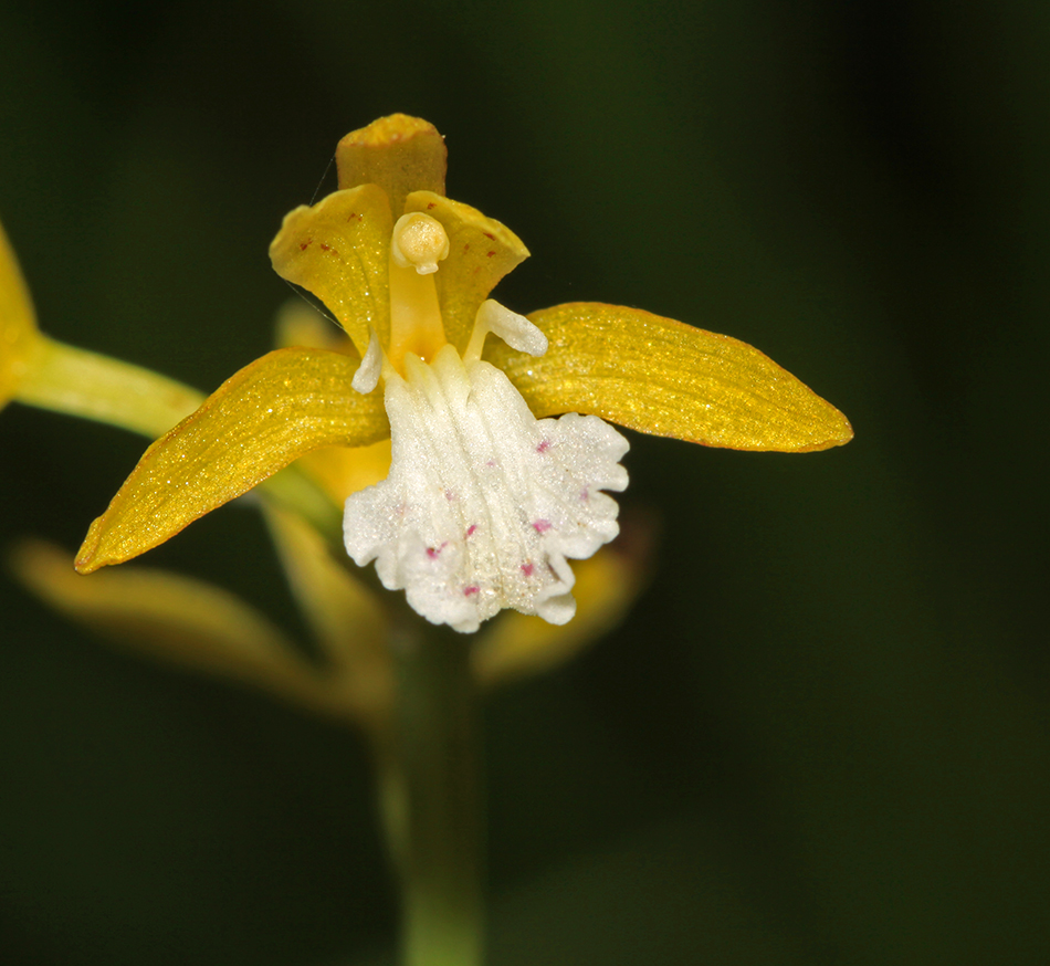 Image of Oreorchis patens specimen.