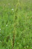 Rumex pseudonatronatus