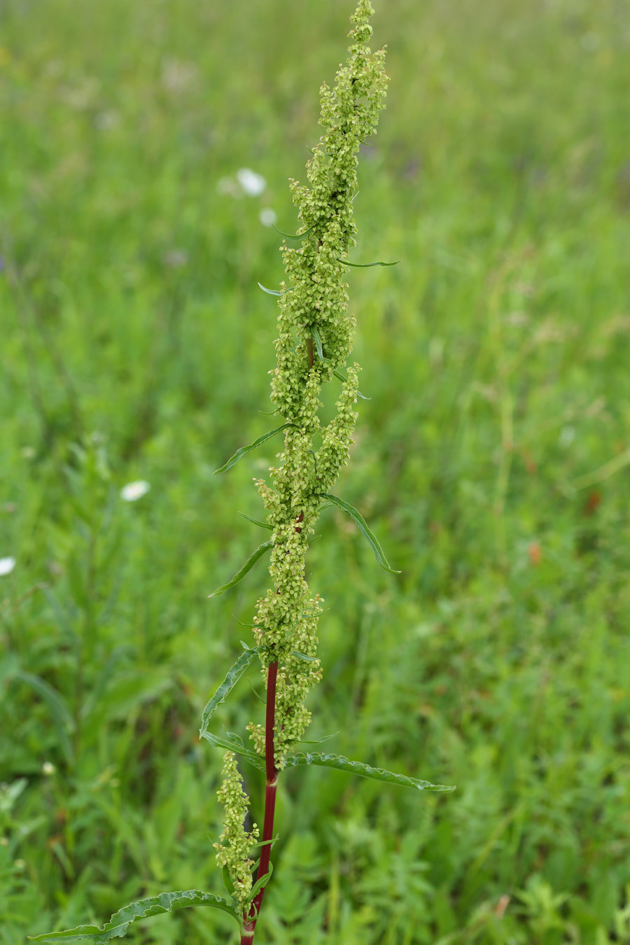 Изображение особи Rumex pseudonatronatus.