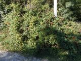 genus Rubus