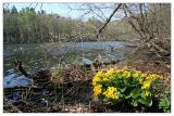 Caltha palustris
