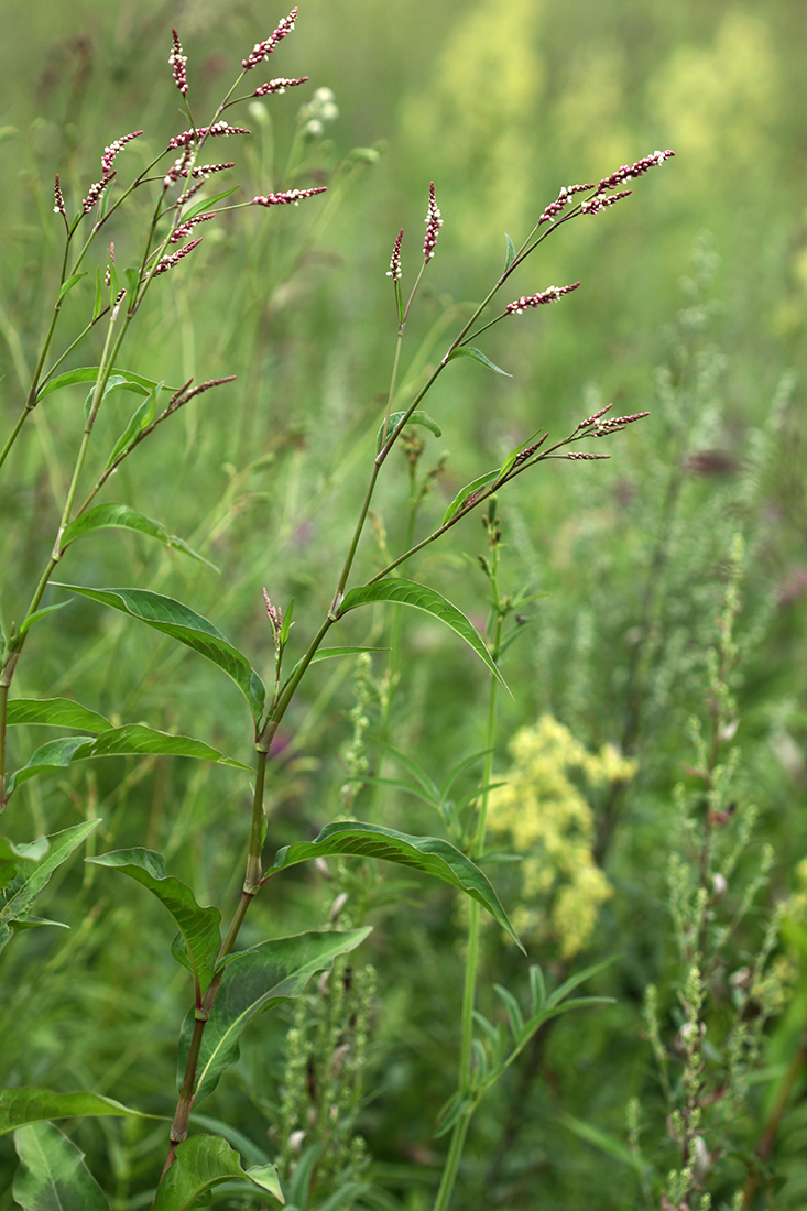 Изображение особи Persicaria extremiorientalis.