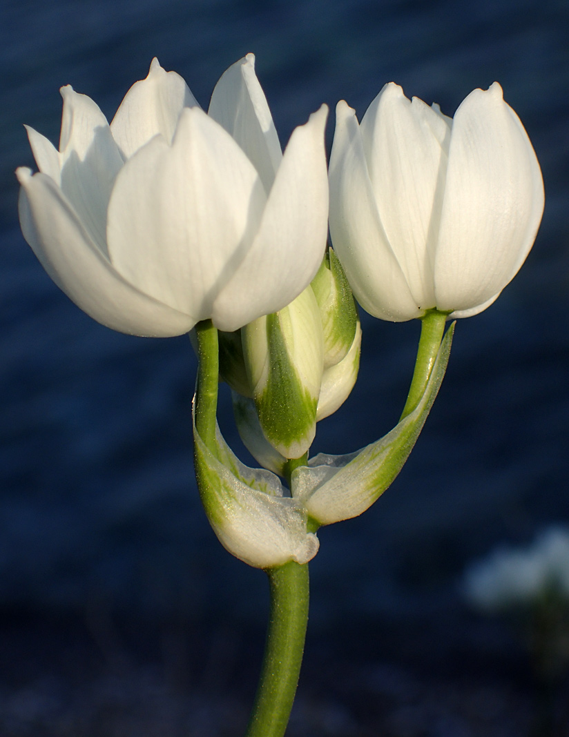 Изображение особи Ornithogalum arabicum.