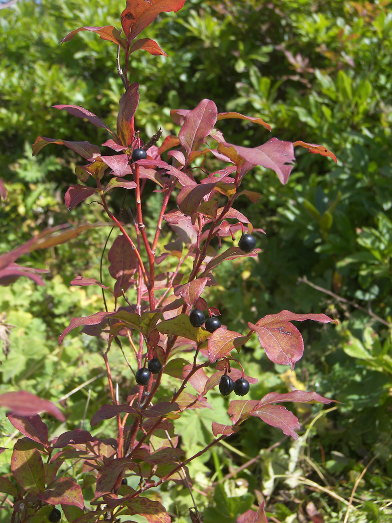 Image of Vaccinium arctostaphylos specimen.