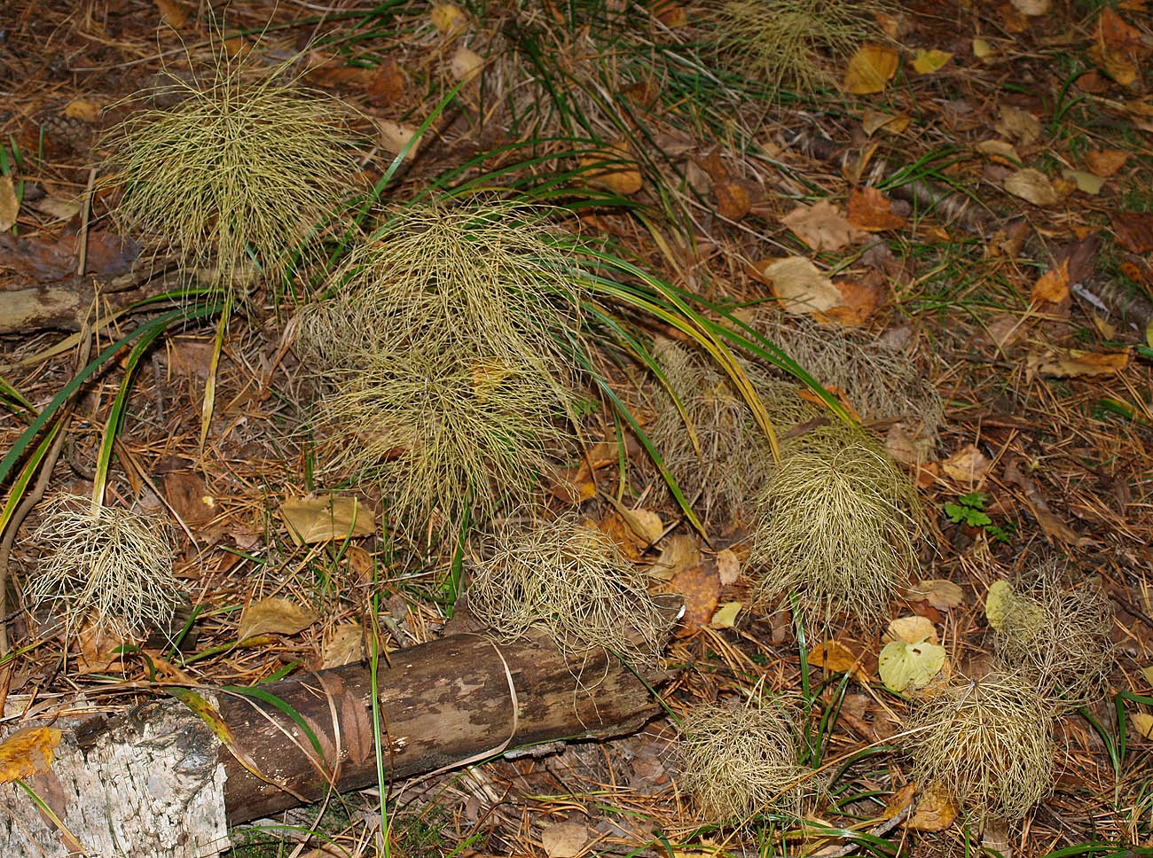Image of Equisetum sylvaticum specimen.