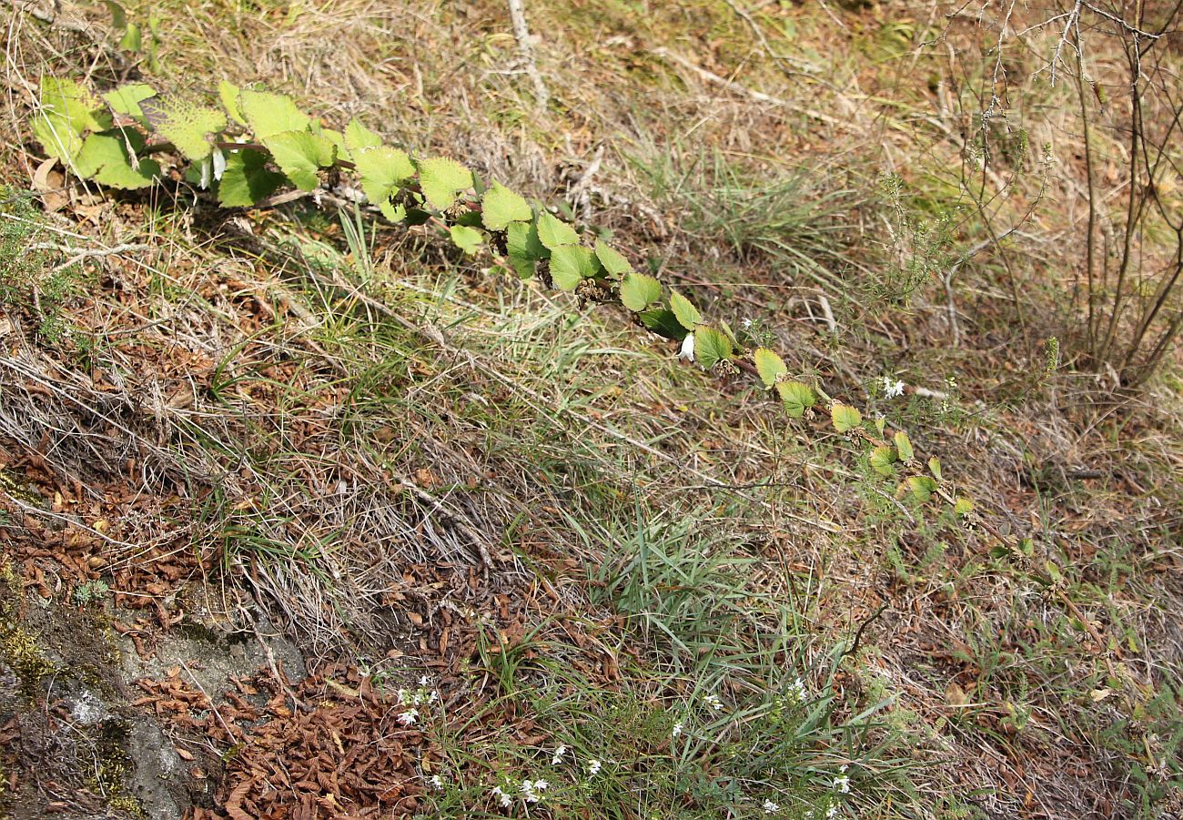 Image of genus Campanula specimen.