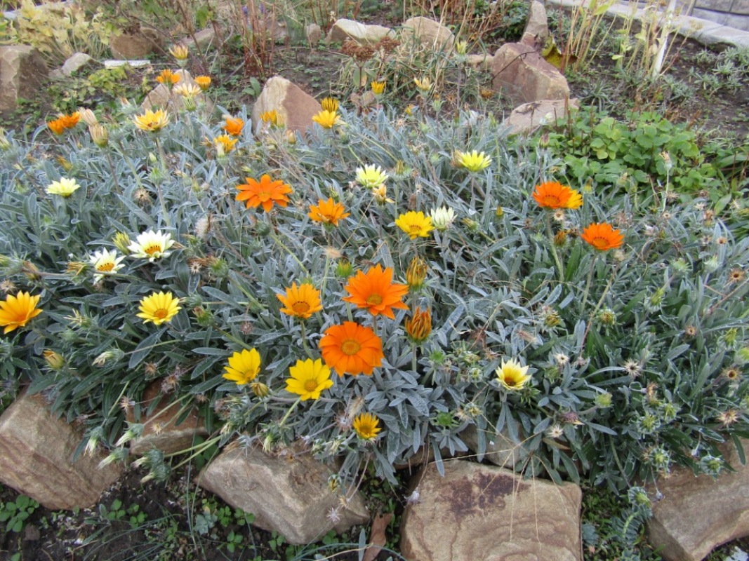 Изображение особи Gazania &times; hybrida.