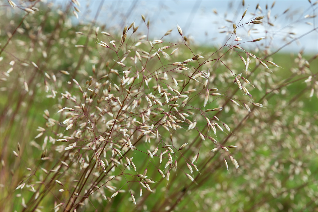 Image of Avenella flexuosa specimen.