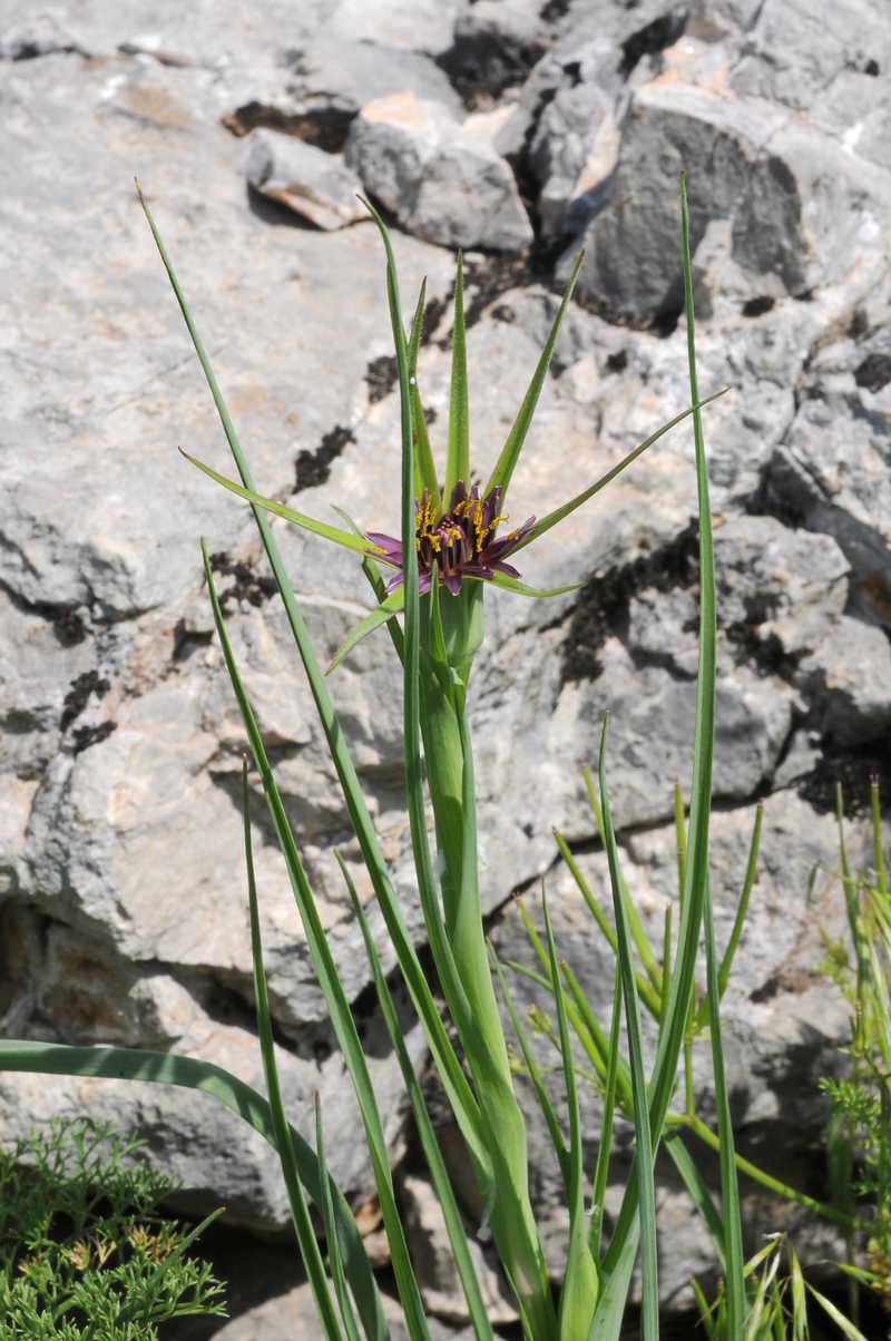 Image of Tragopogon porrifolius ssp. longirostris specimen.