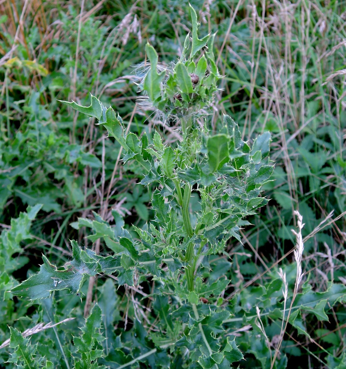 Image of Cirsium arvense specimen.