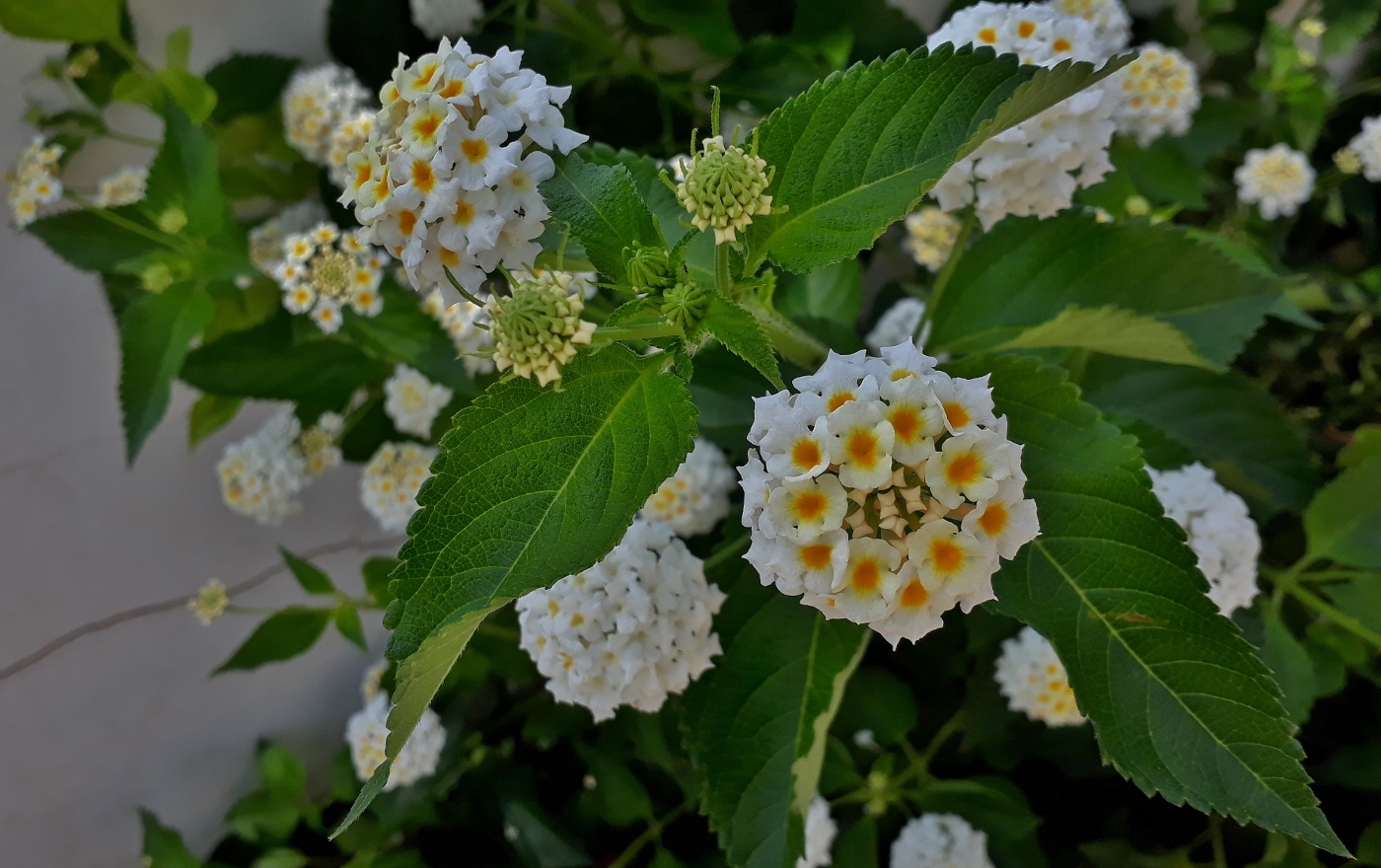 Image of Lantana camara specimen.