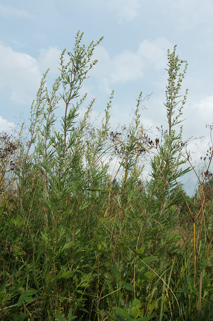 Image of Artemisia vulgaris specimen.