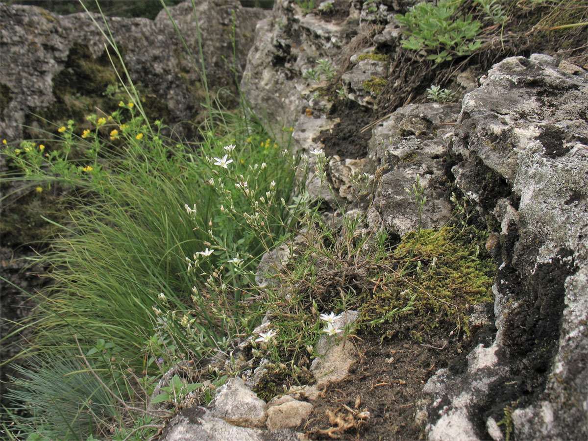 Image of Minuartia aucta specimen.