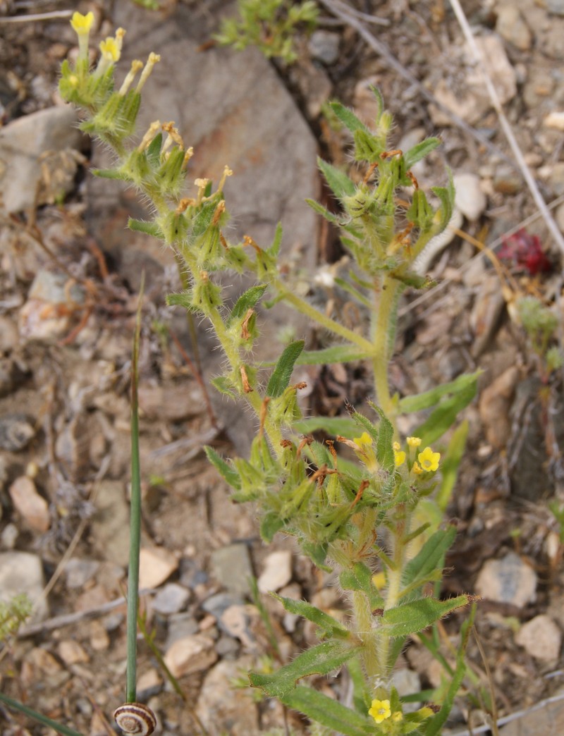 Image of Arnebia decumbens specimen.