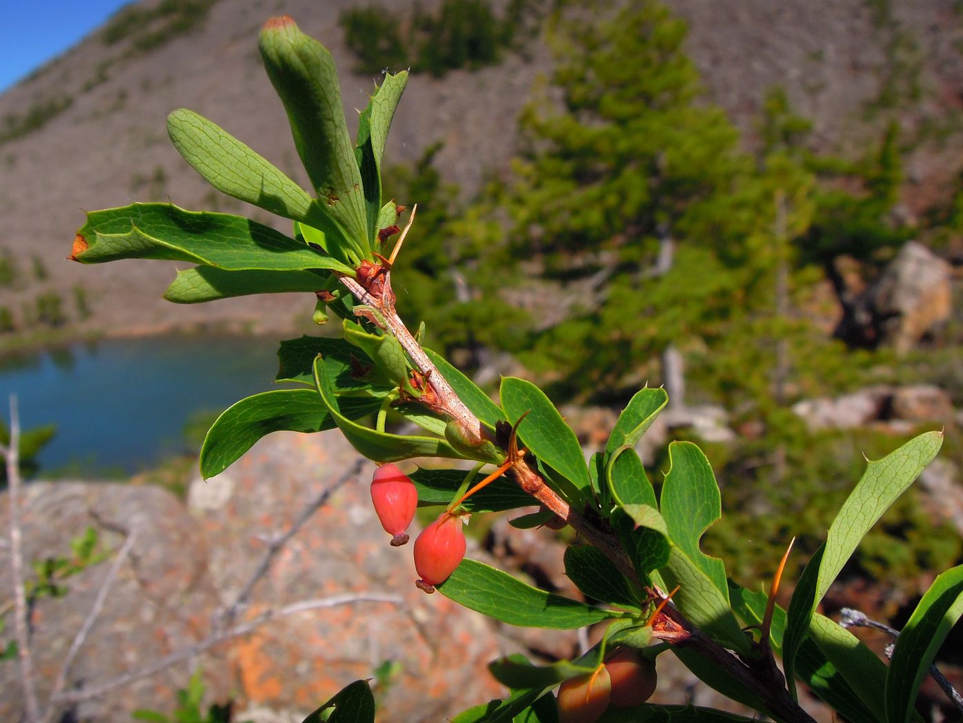 Image of Berberis sibirica specimen.