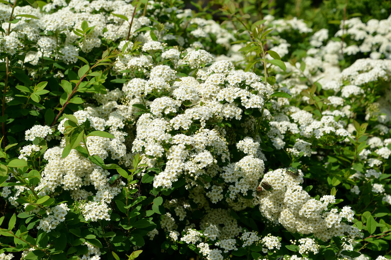 Изображение особи род Spiraea.