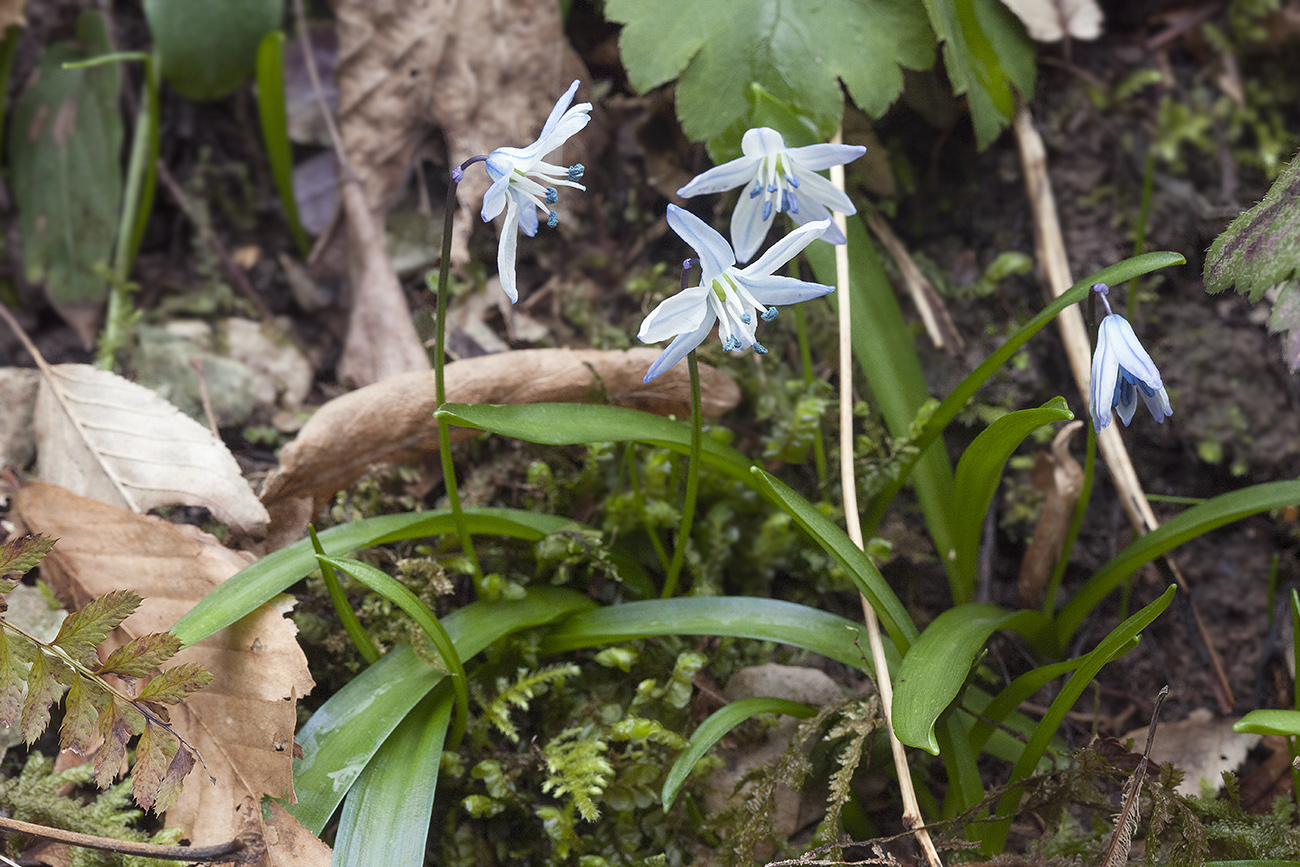 Image of Scilla monanthos specimen.