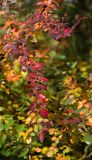 Cotoneaster lucidus. Ветвь с плодами и листьями в осенней раскраске. Кировская обл., г. Киров, Ботанический сад Вятского государственного университета, в культуре. 22.09.2018.