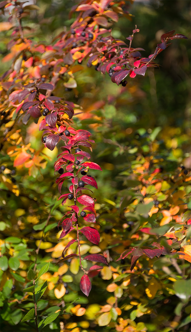 Image of Cotoneaster lucidus specimen.