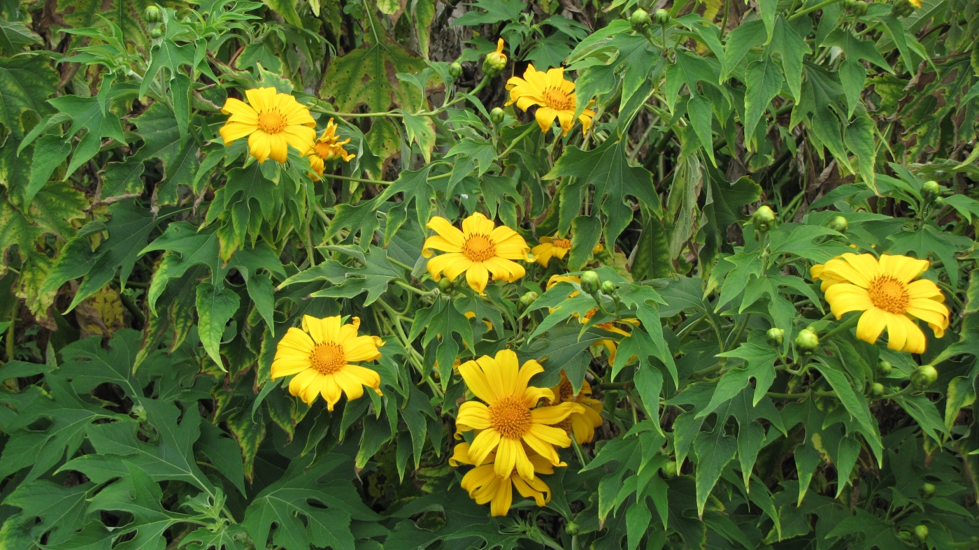 Image of Tithonia diversifolia specimen.