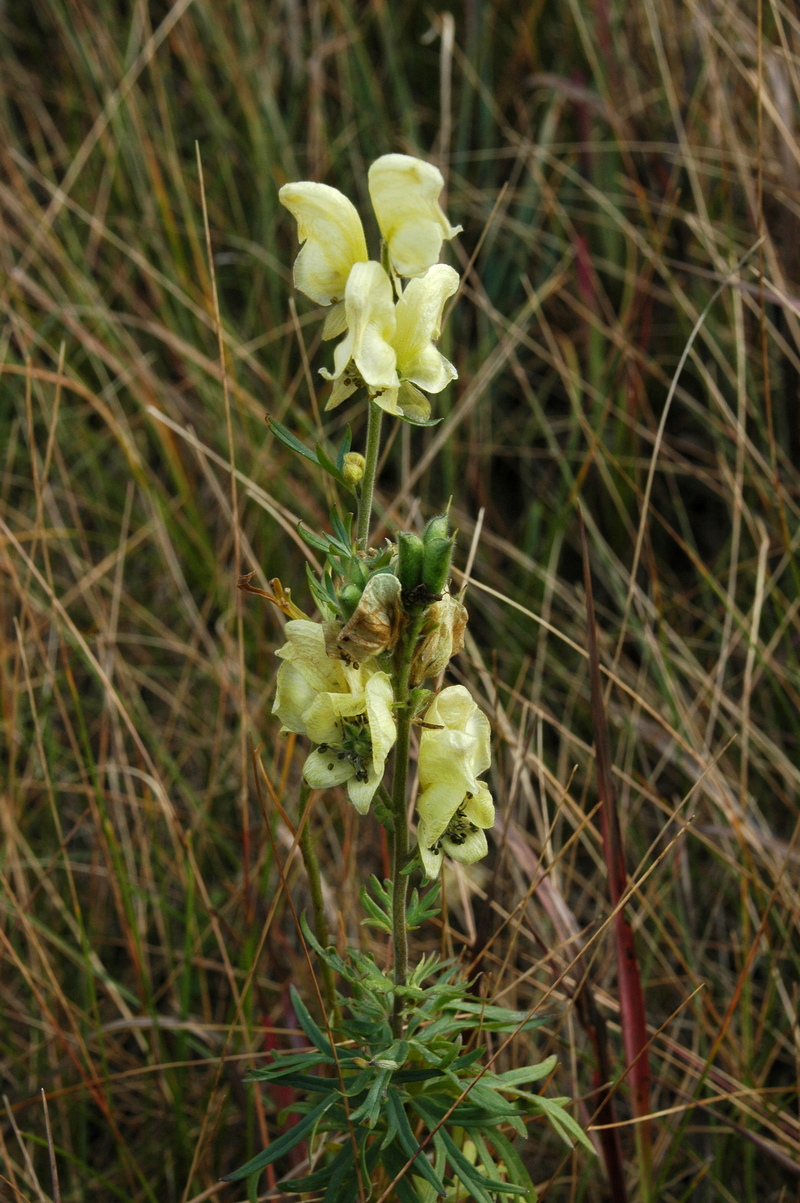 Изображение особи Aconitum anthoroideum.