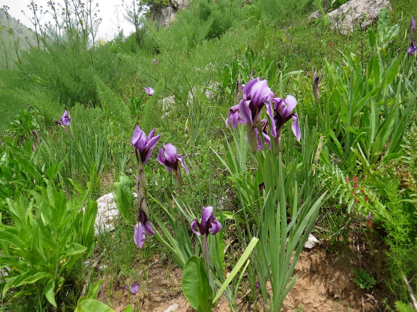 Изображение особи Iris darwasica.
