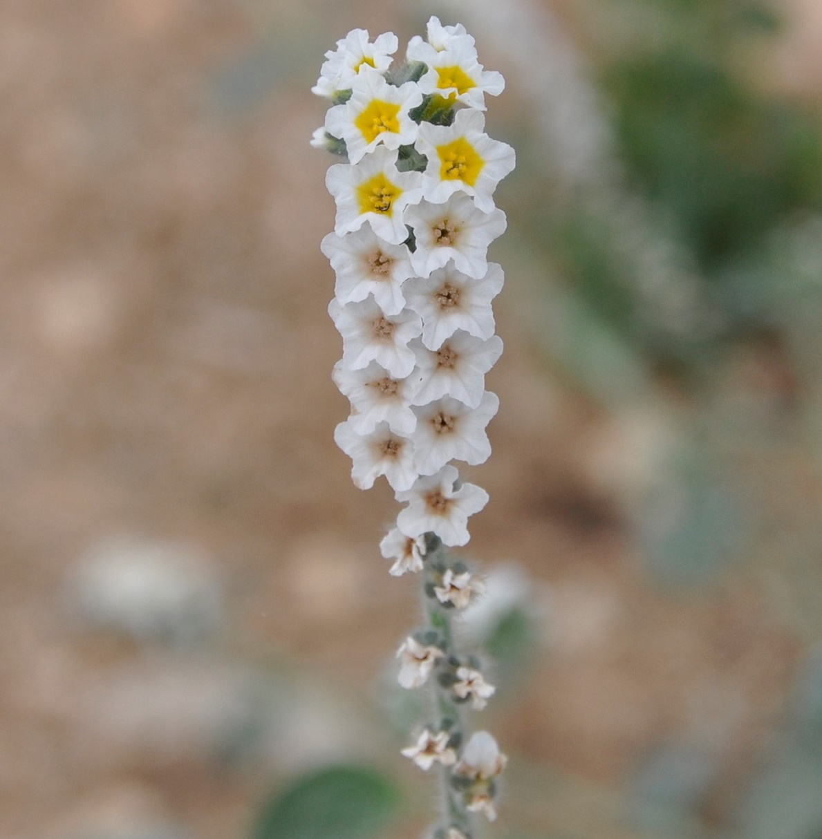 Изображение особи Heliotropium hirsutissimum.