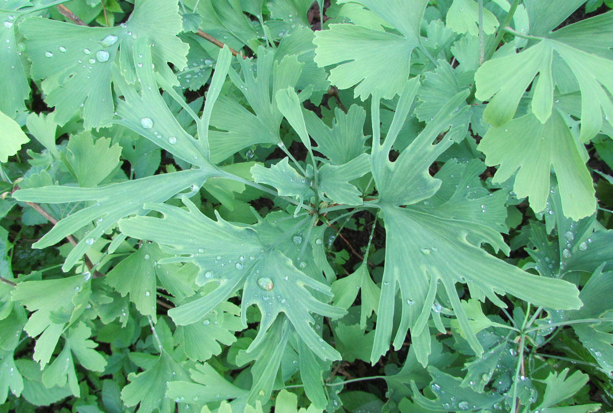 Image of Ginkgo biloba specimen.