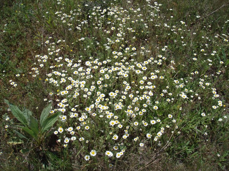 Изображение особи Anthemis ruthenica.