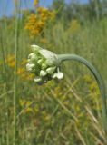 Allium nutans. Верхушка побега с распускающимся соцветием. Алтайский край, г. Барнаул, 5 км к югу от пос. Южный, степной склон к р. Обь. 13 июля 2019 г.