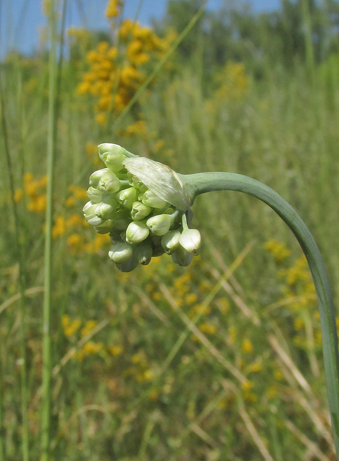 Изображение особи Allium nutans.