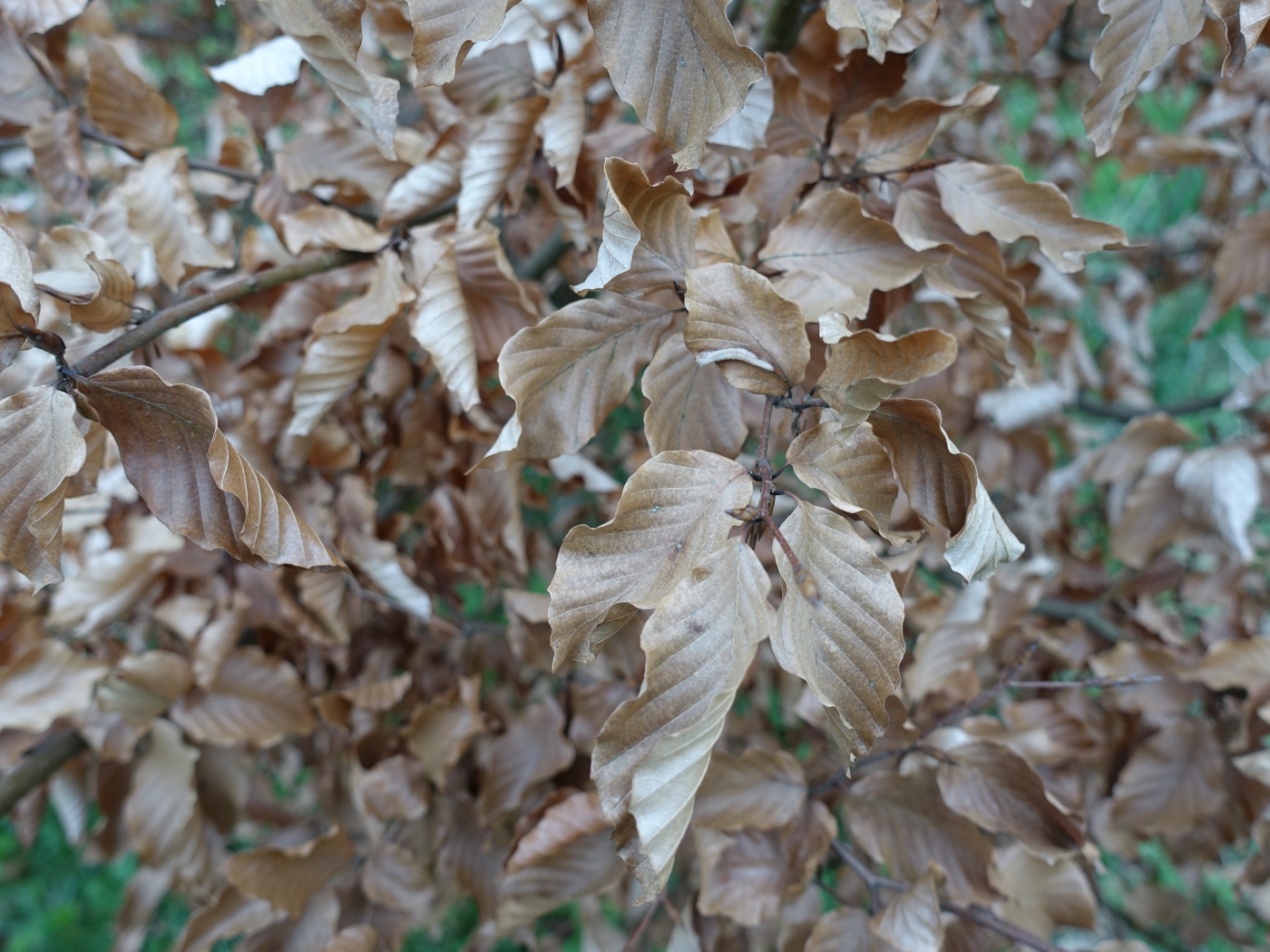 Изображение особи Fagus sylvatica.