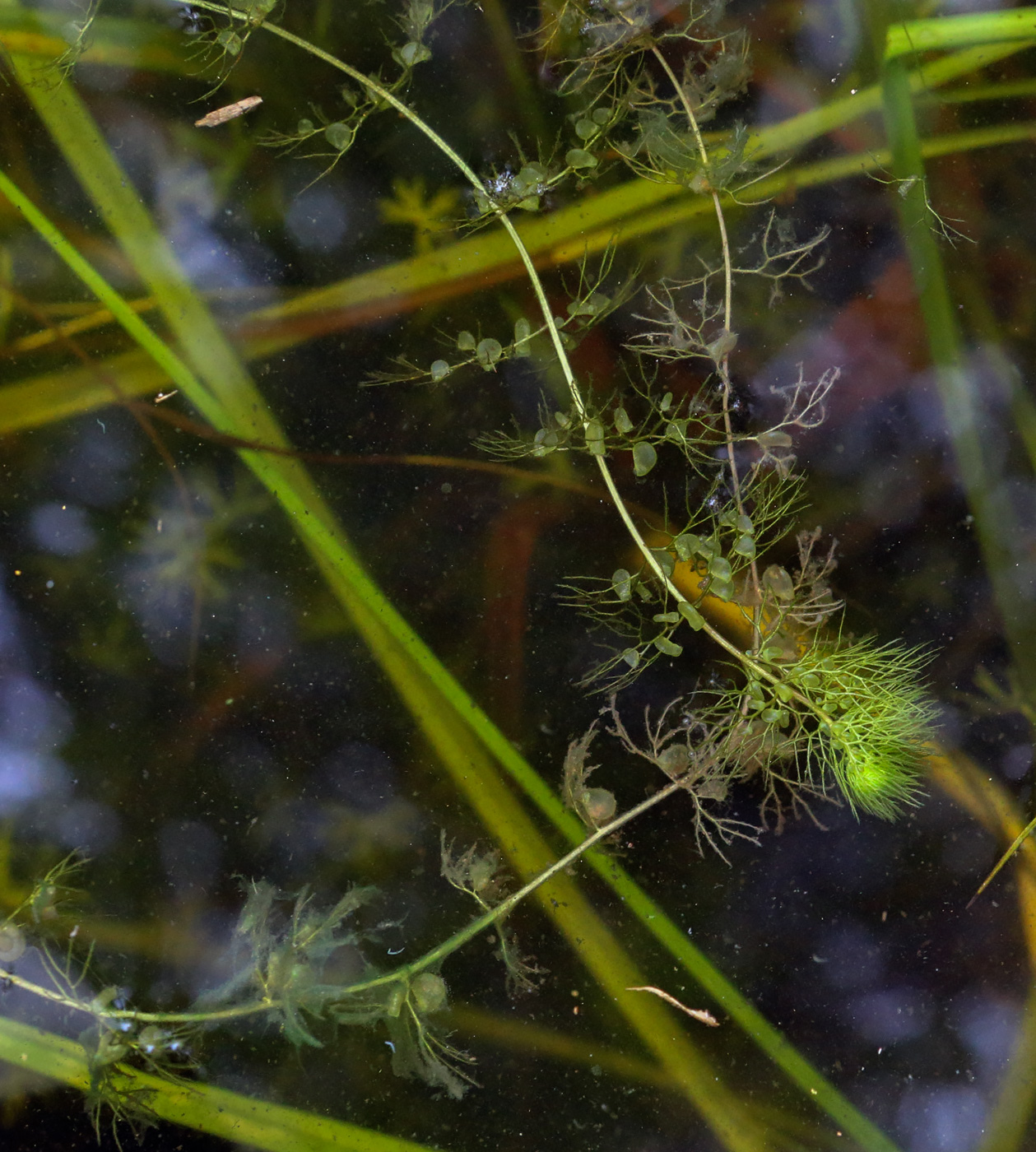 Изображение особи Utricularia minor.