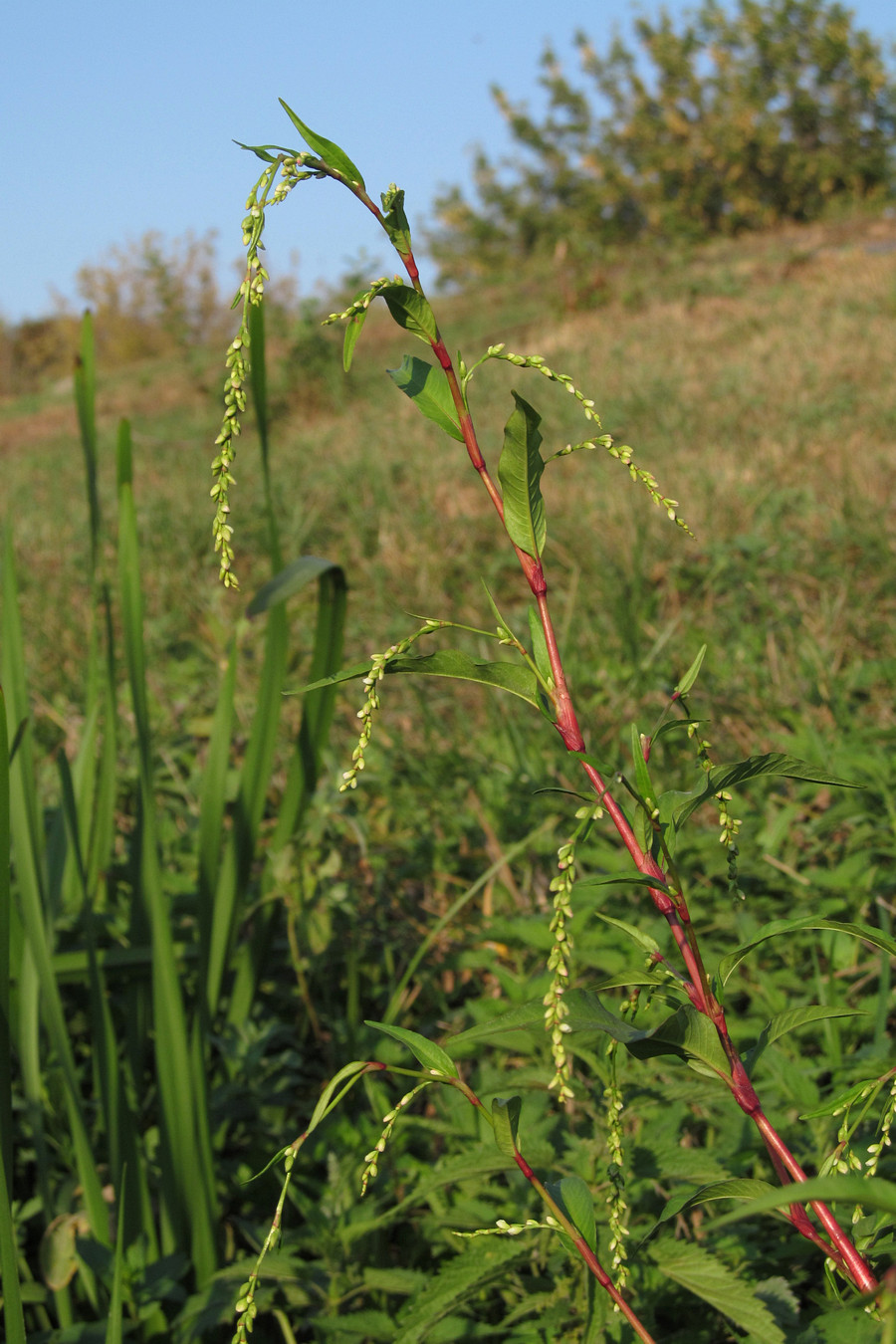 Image of Persicaria hydropiper specimen.