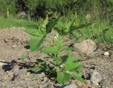 род Solanum