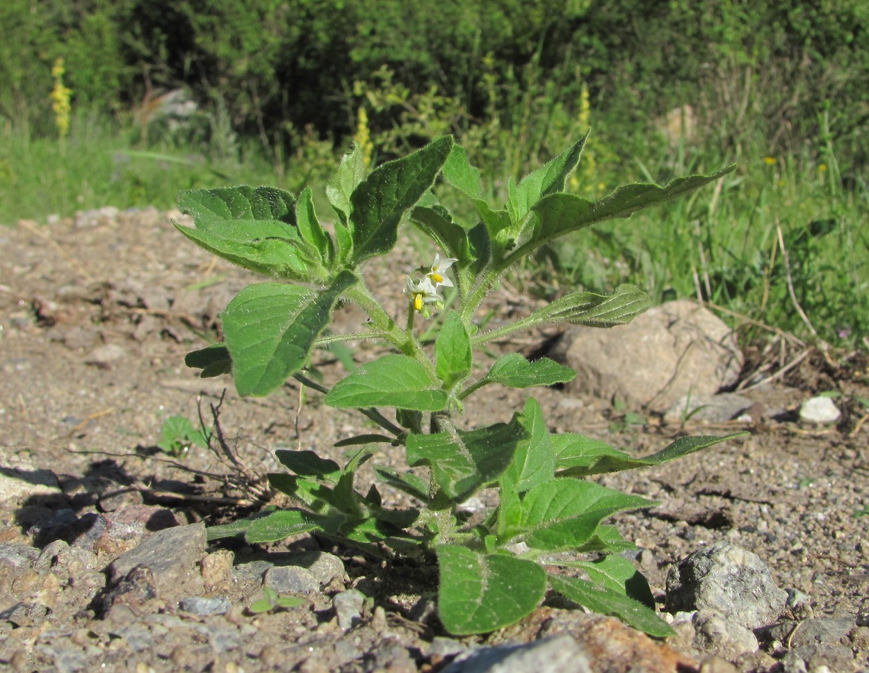 Изображение особи род Solanum.