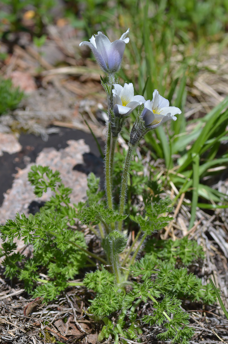 Изображение особи Pulsatilla violacea.