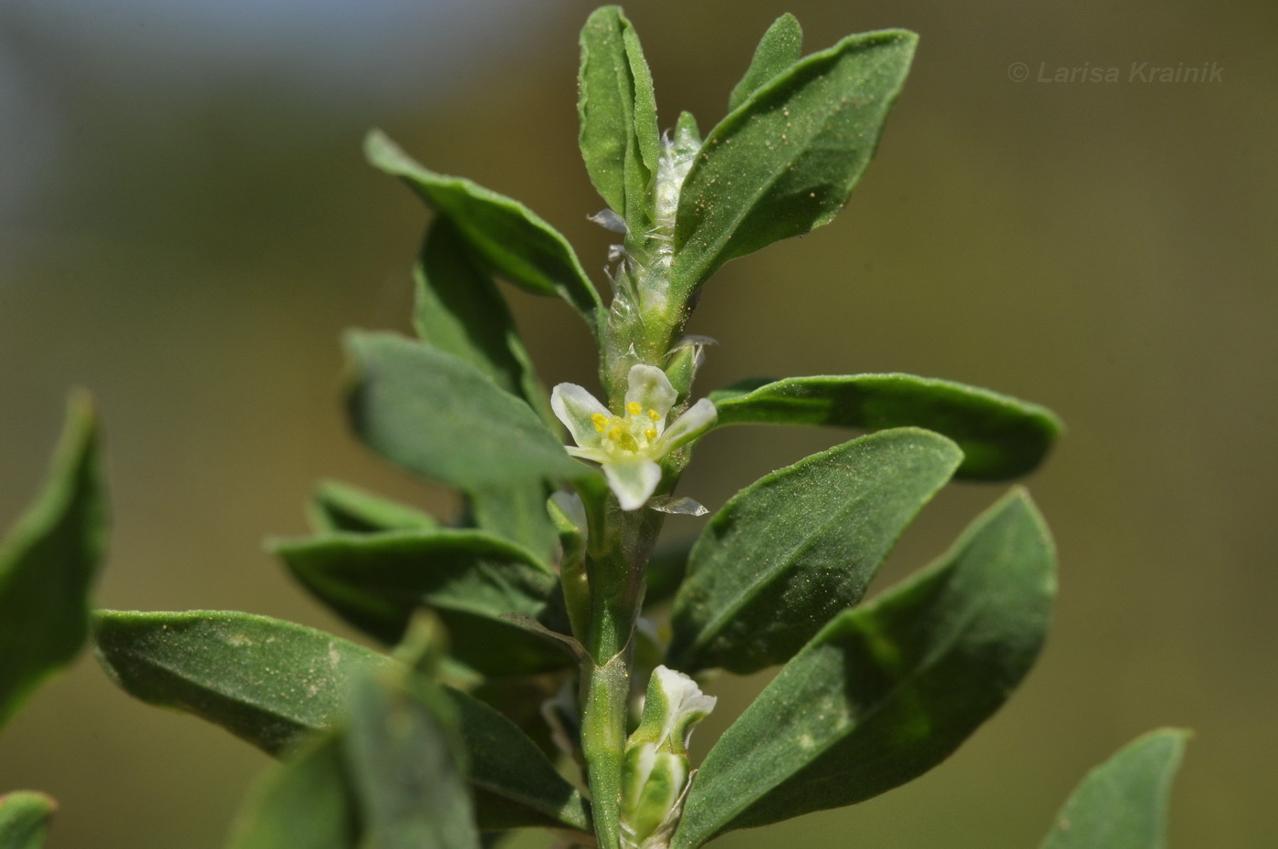 Image of Polygonum aviculare specimen.