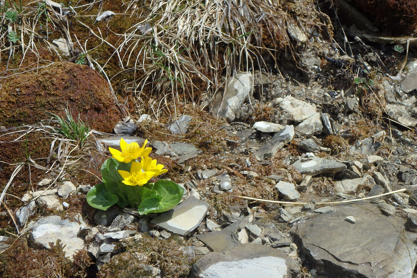 Image of Caltha polypetala specimen.