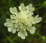 Scabiosa ochroleuca