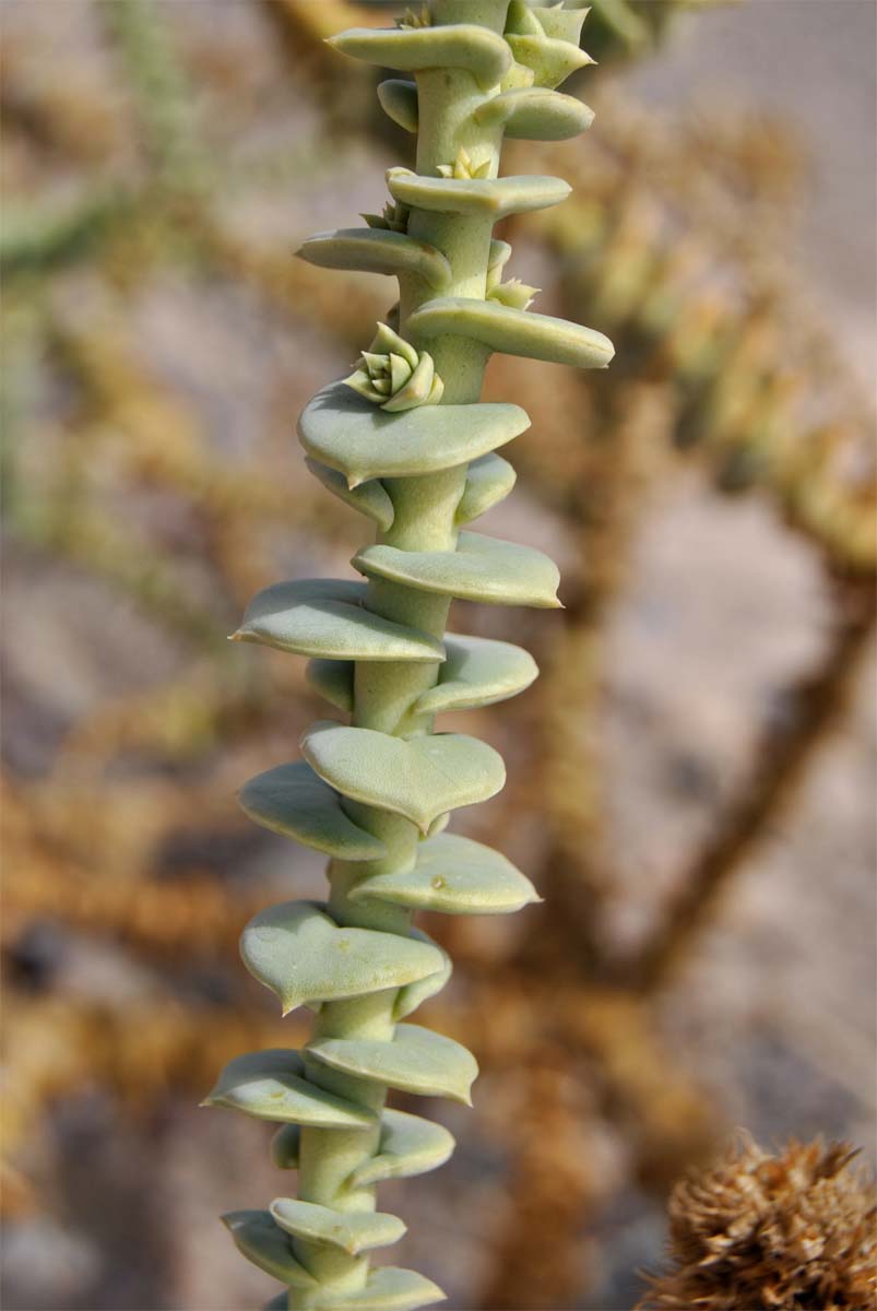 Image of Cistanthe salsoloides specimen.